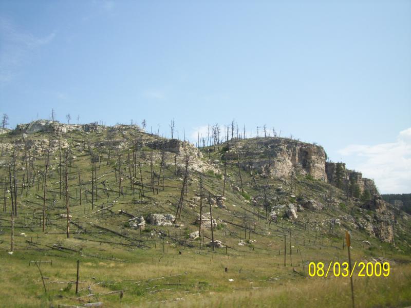 Burned but getting growth.