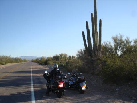 cactus