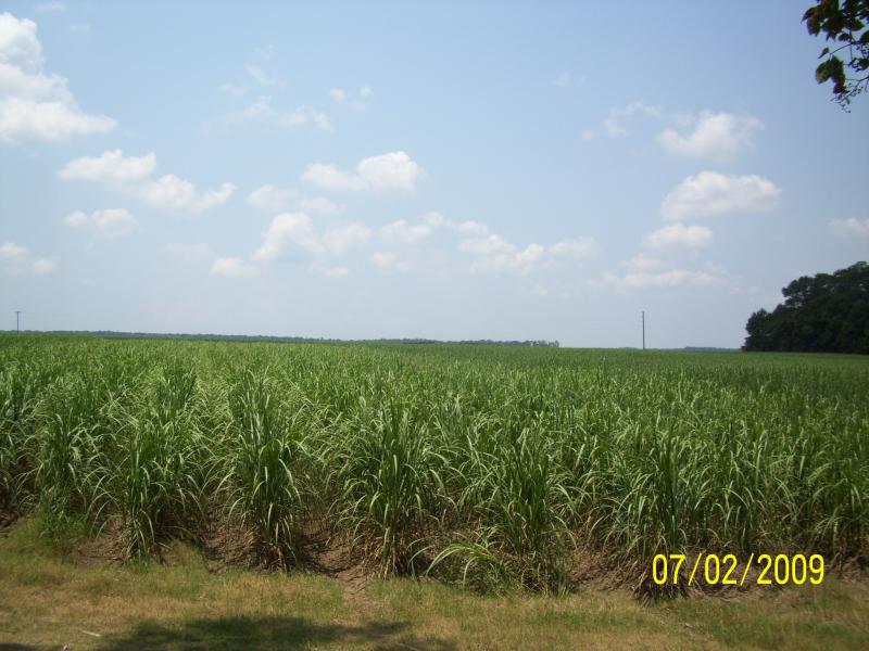 Cane fields abound, Franklin, LA.