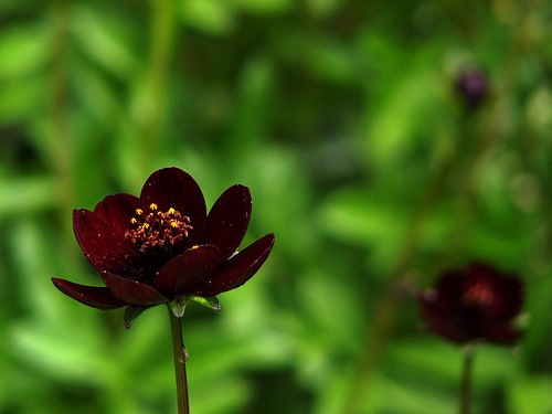Chocolate Flower