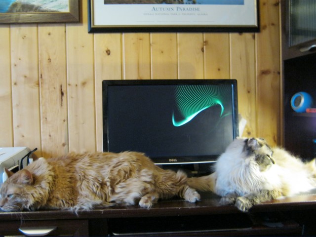 Cinnamon & Princess