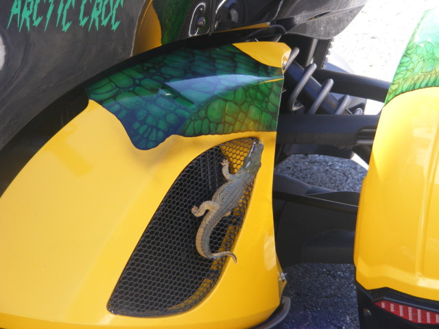 dadsspyder009
