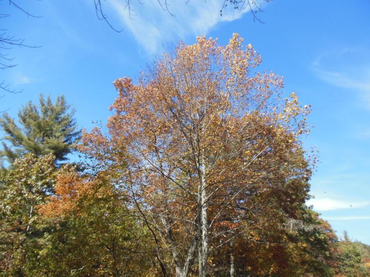 DSCN0505