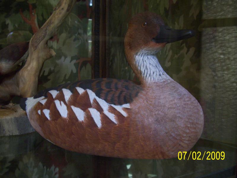 Duck