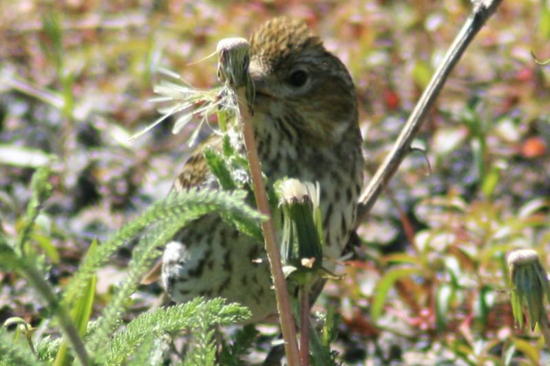 E IMG 4891