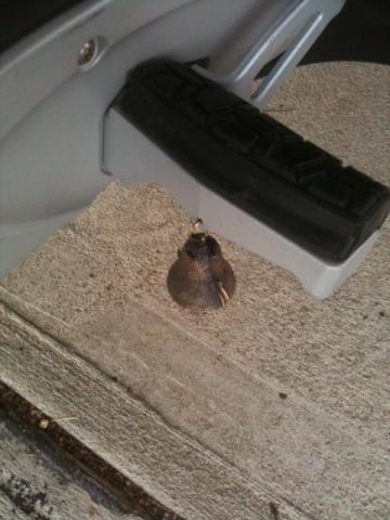 Her Bell