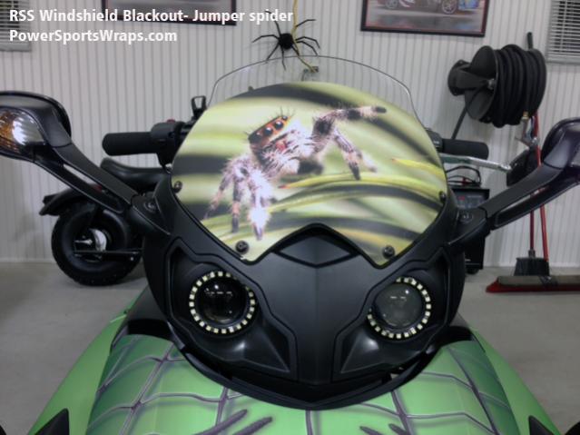 jumper spider -
