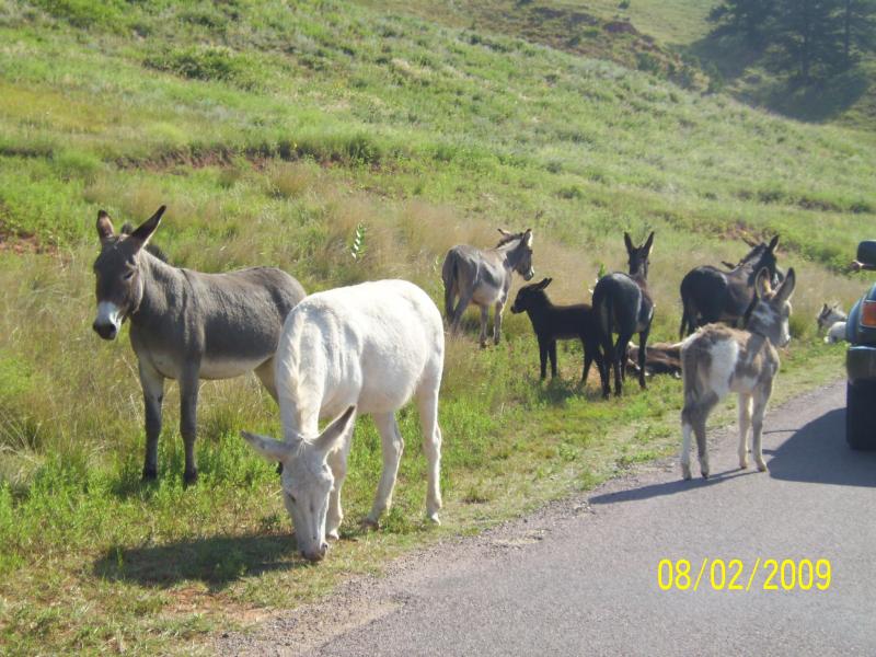 Mules or such.