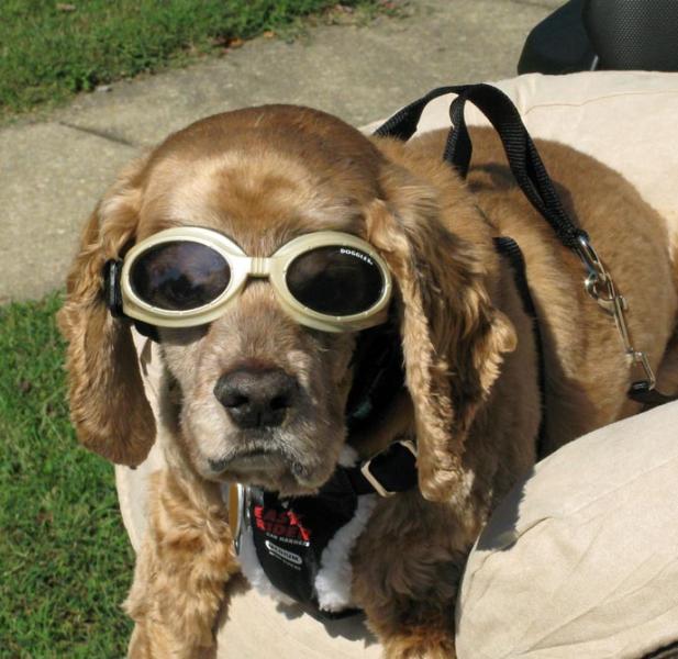 murphygoggles