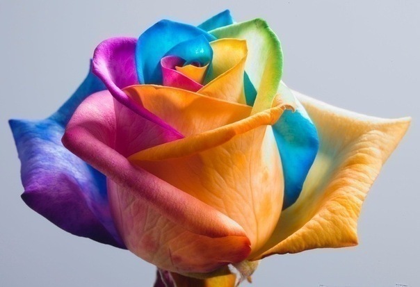 Peter Van de Werken Rose
