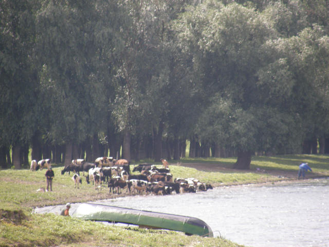RS P6070118