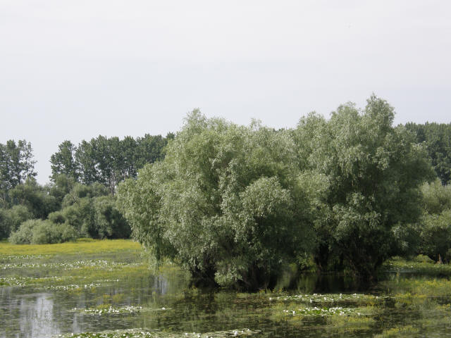 RS P6070122
