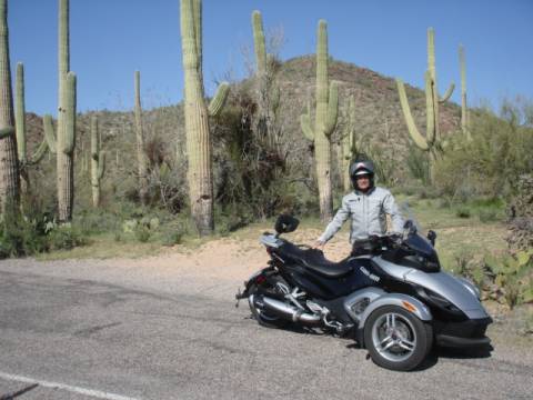 Saguaro cactus