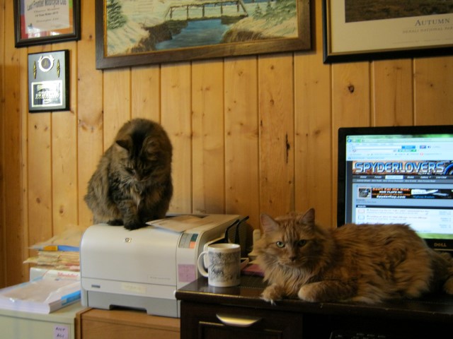 Sammy & Cinnamon