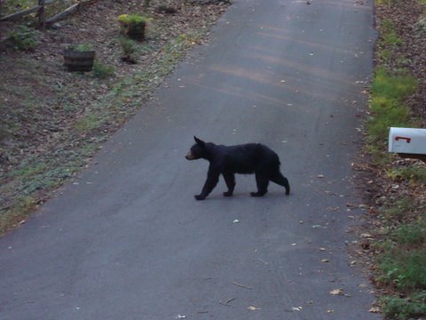 smokies 08