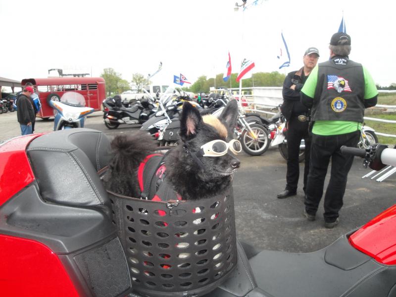 Spyderfest 2911 - Teddy is in the house