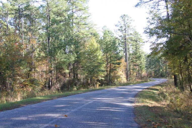 State Forest view