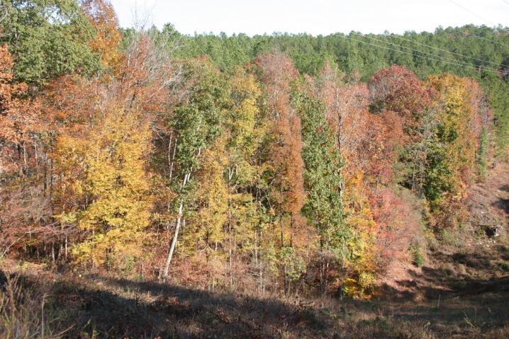 State Forest view
