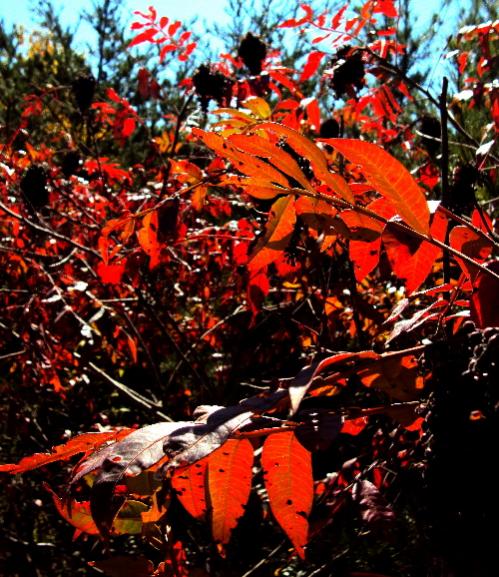 Sumac