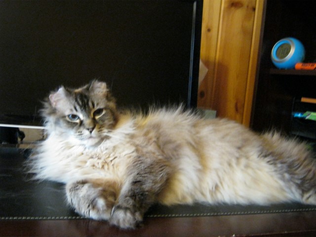 The Princess
