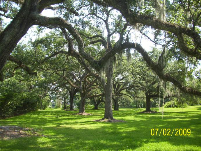 Trees galore.