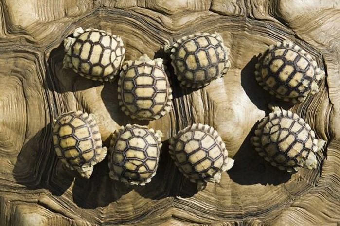 Turtles