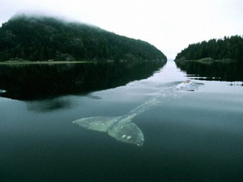 Whale