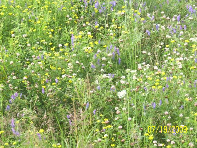 Wild flowers.