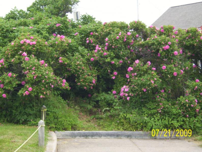 Wild roses.
